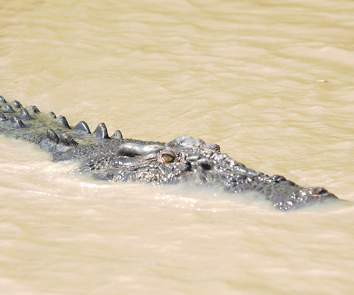 Northern Territory crocodile attack.