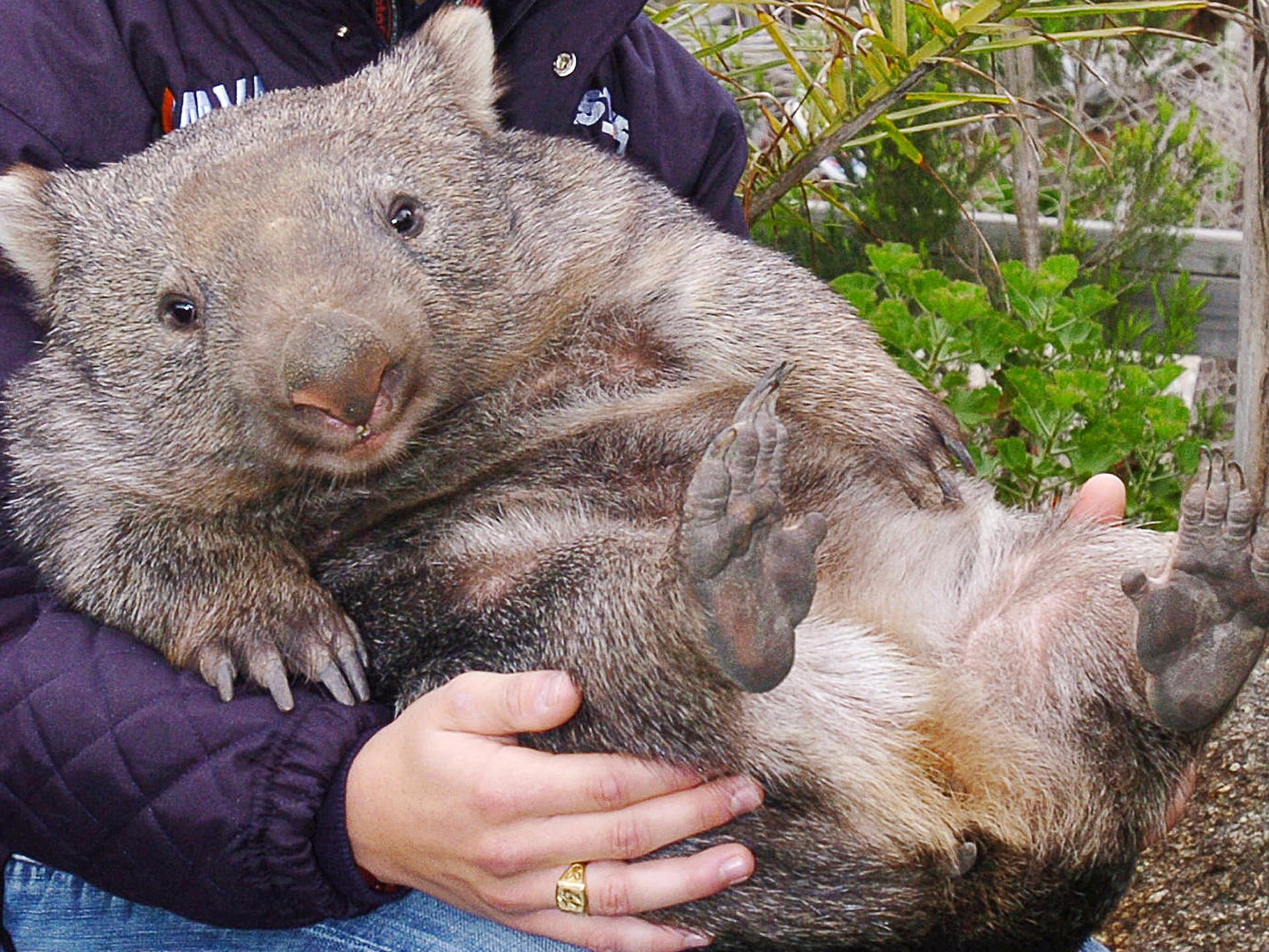 Wombat mite infestation in Canberra