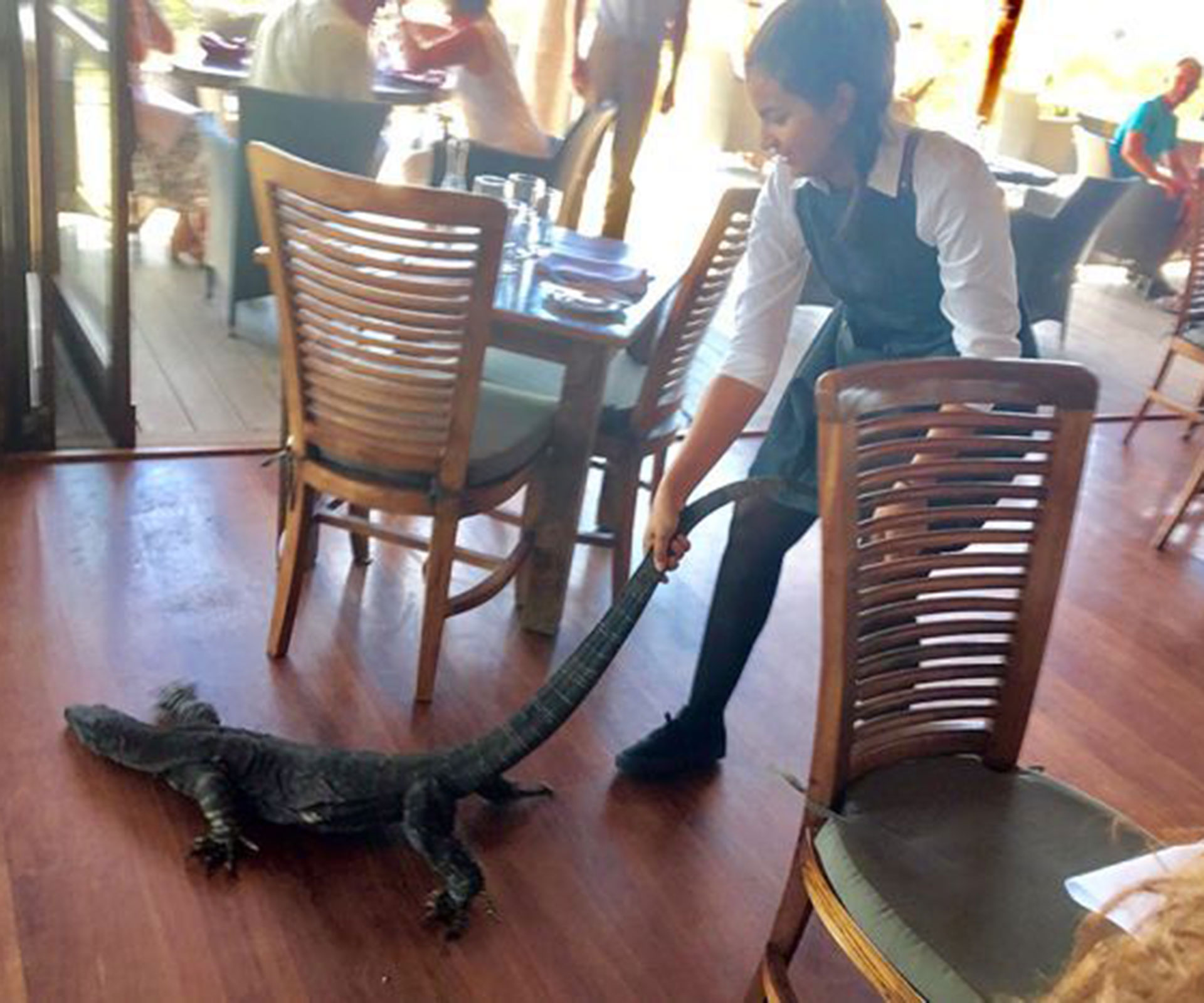 Waitress drags huge goanna she thought was a dog out NSW restaurant, promptly goes viral