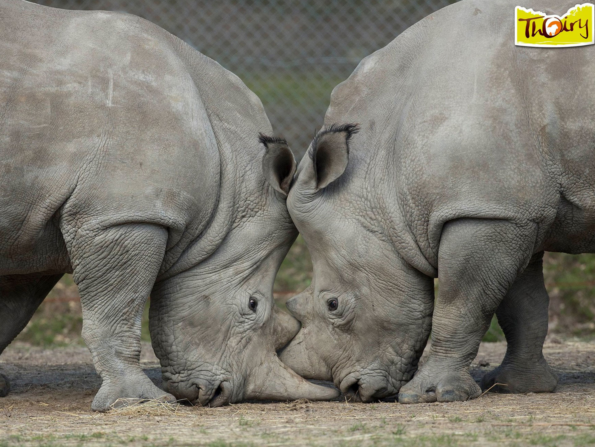 Poachers kill rhino and saw off his horn after breaking into Paris zoo