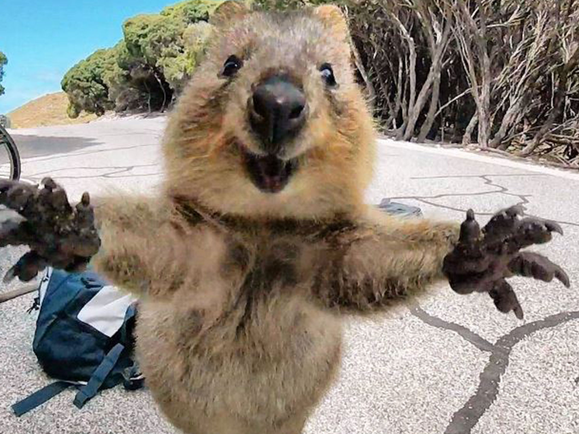 Man who filmed his friend kick a quokka has been fined