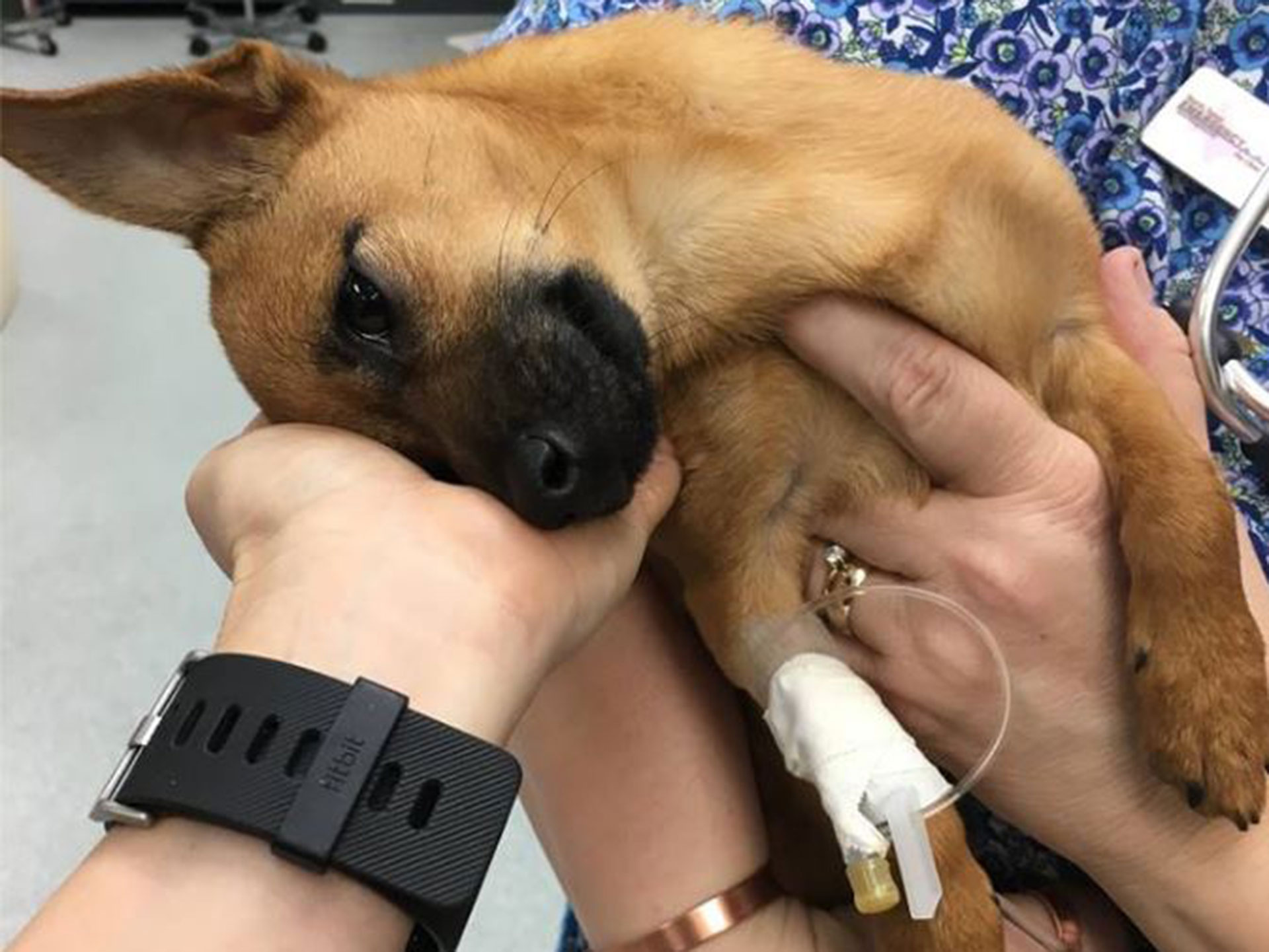 Luckiest dog in the world is rescued after suffering a heroin overdose