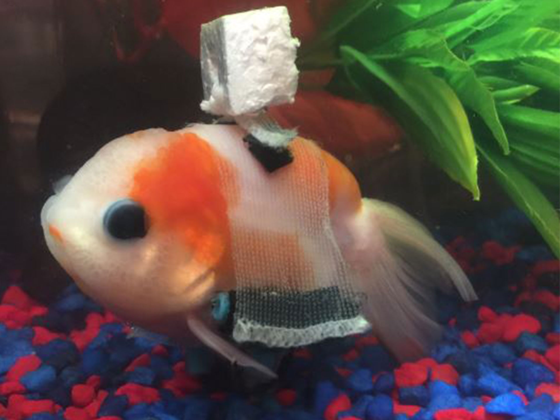 Goldfish with wheelchair