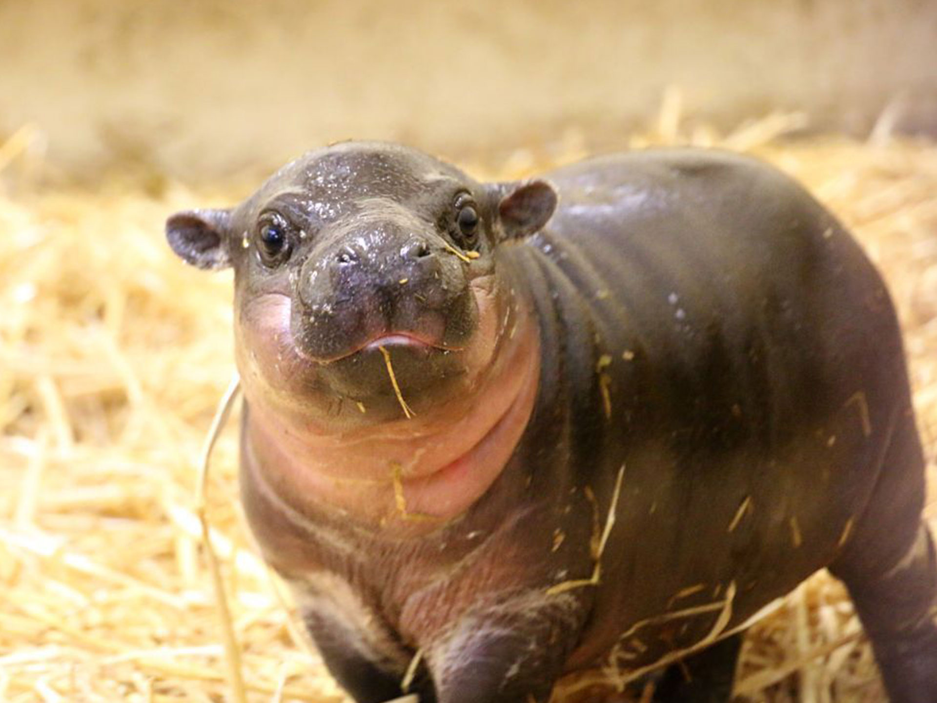 Taronga Zoo just popped out a baby Pygmy Hippo