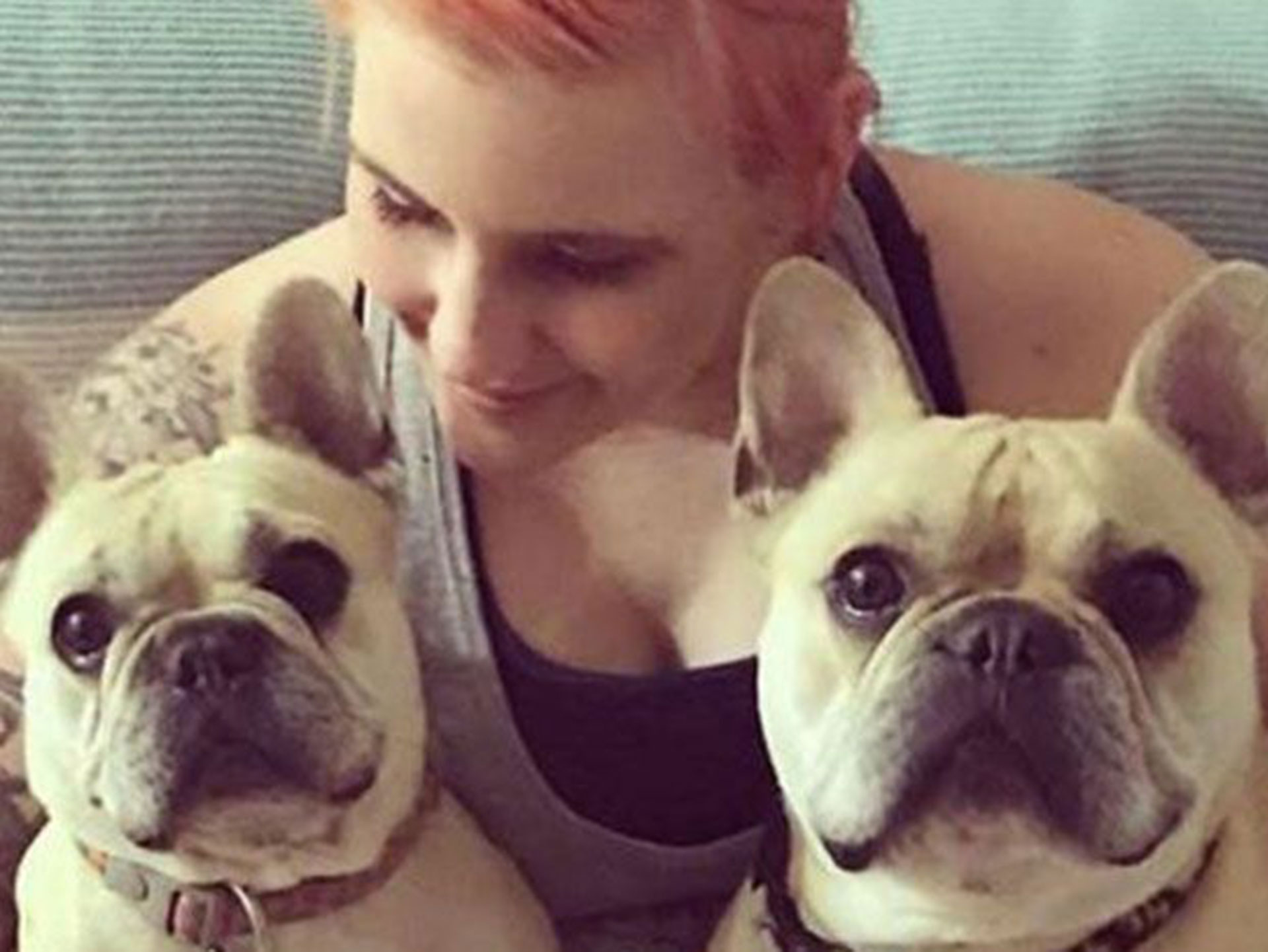 Heartbroken couple left French bulldogs with a sitter and both died from heatstroke