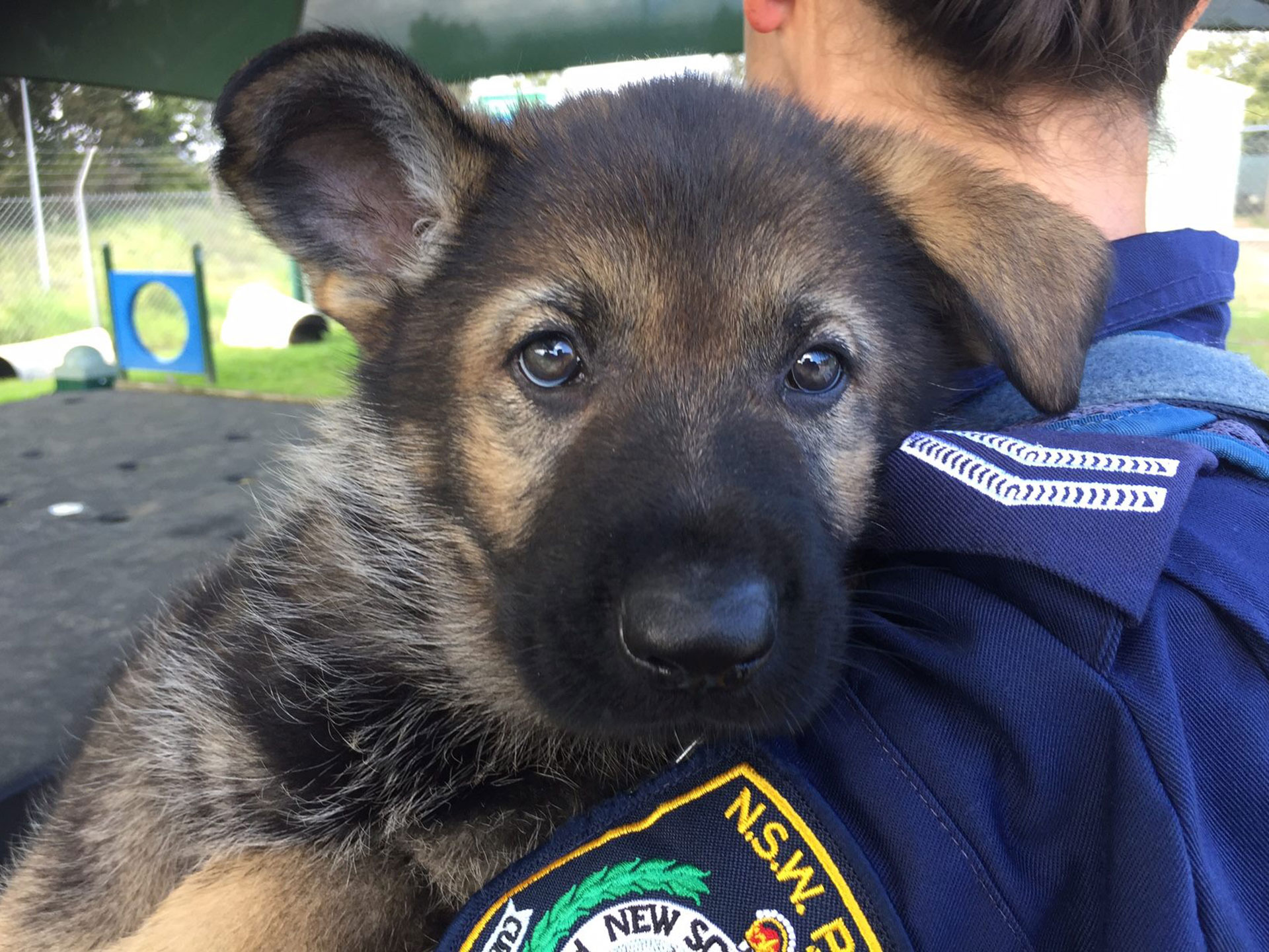 police puppy