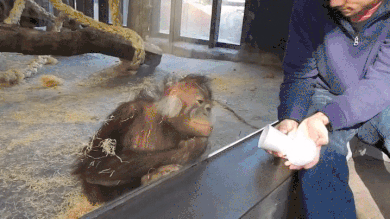 Orangutans escape their Perth Zoo enclosure and we’re just happy it wasn’t the tiger