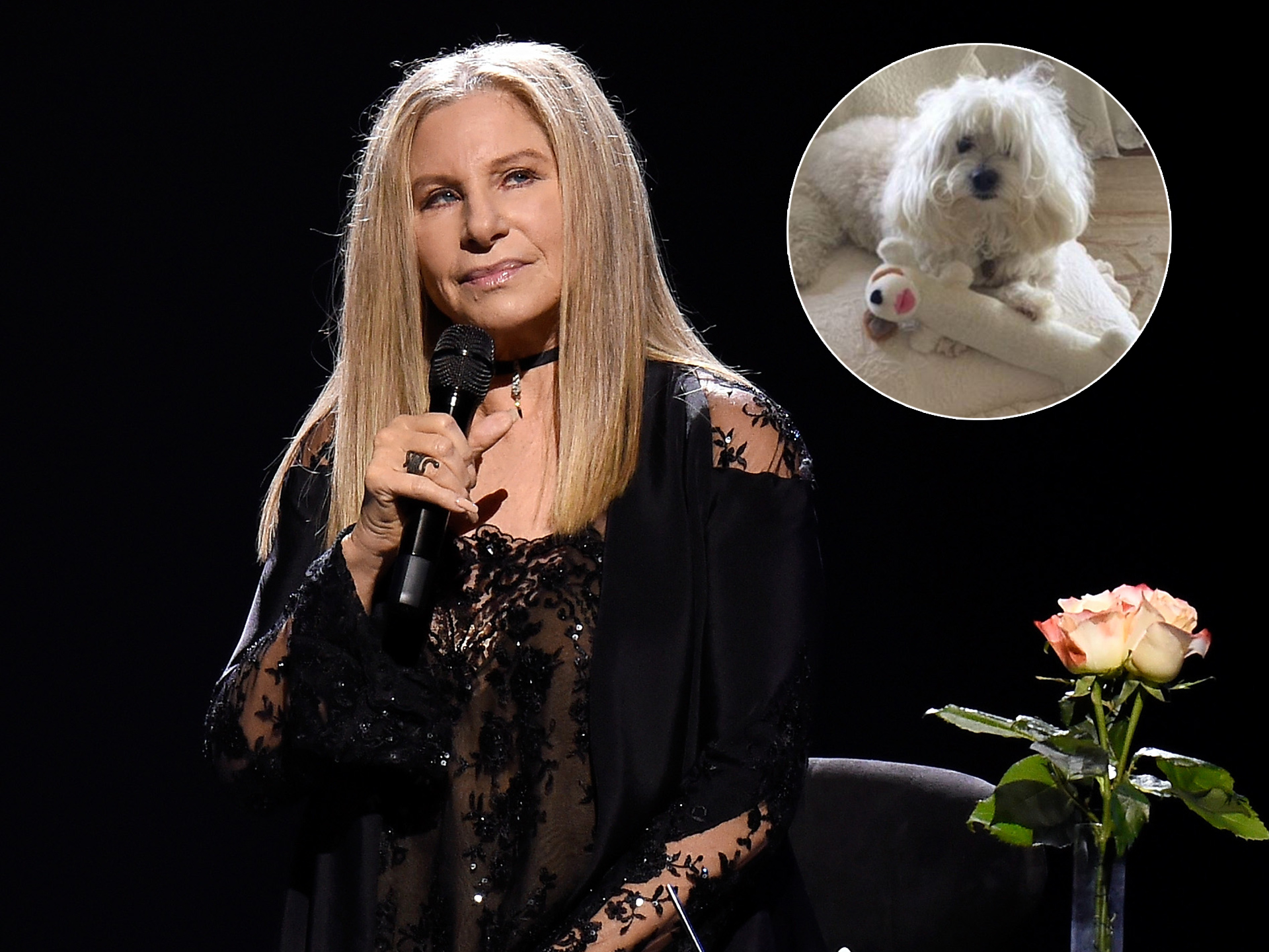 Barbra Streisand dog Sammie