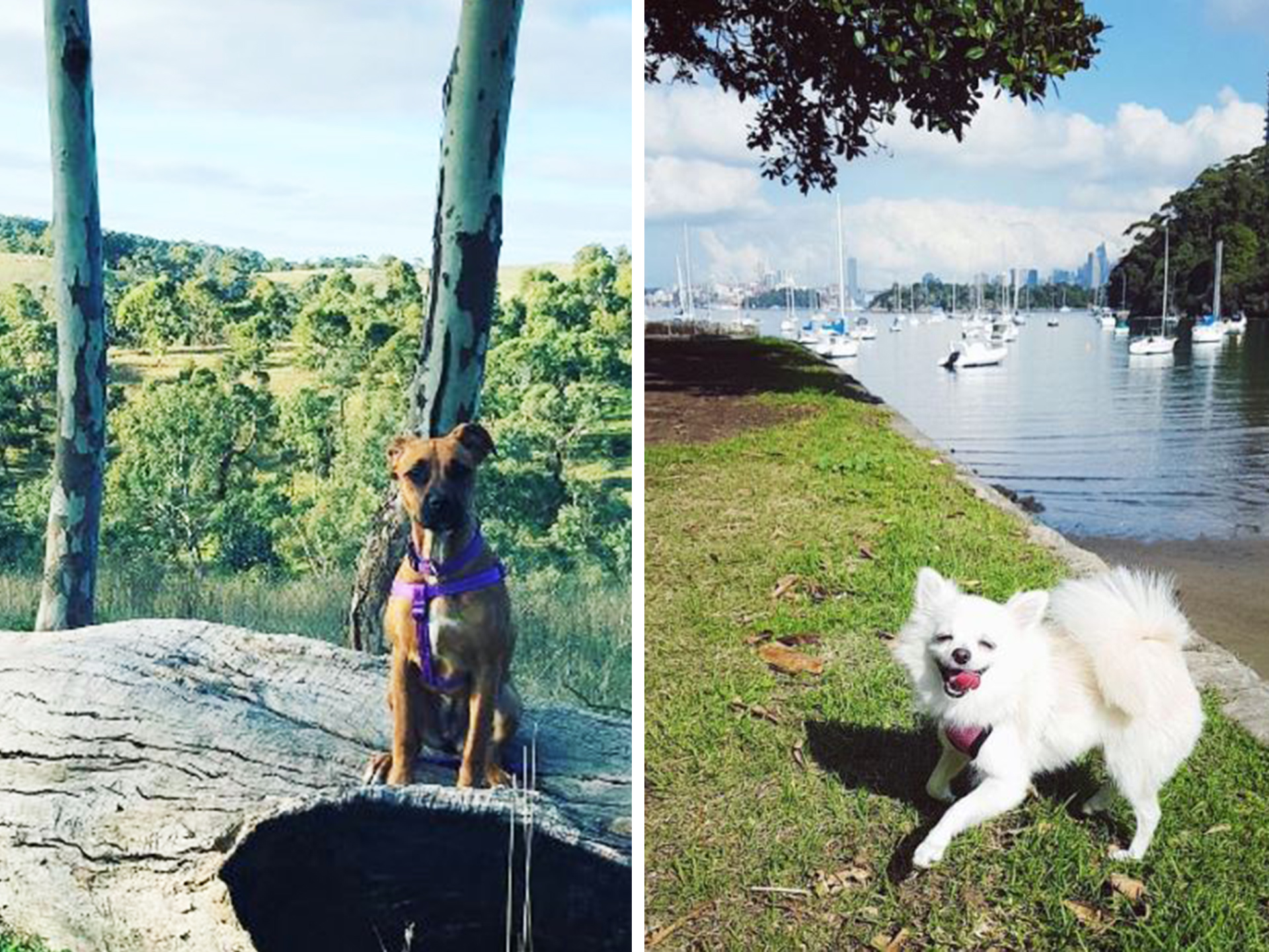 Dog-friendly dog parks and beaches