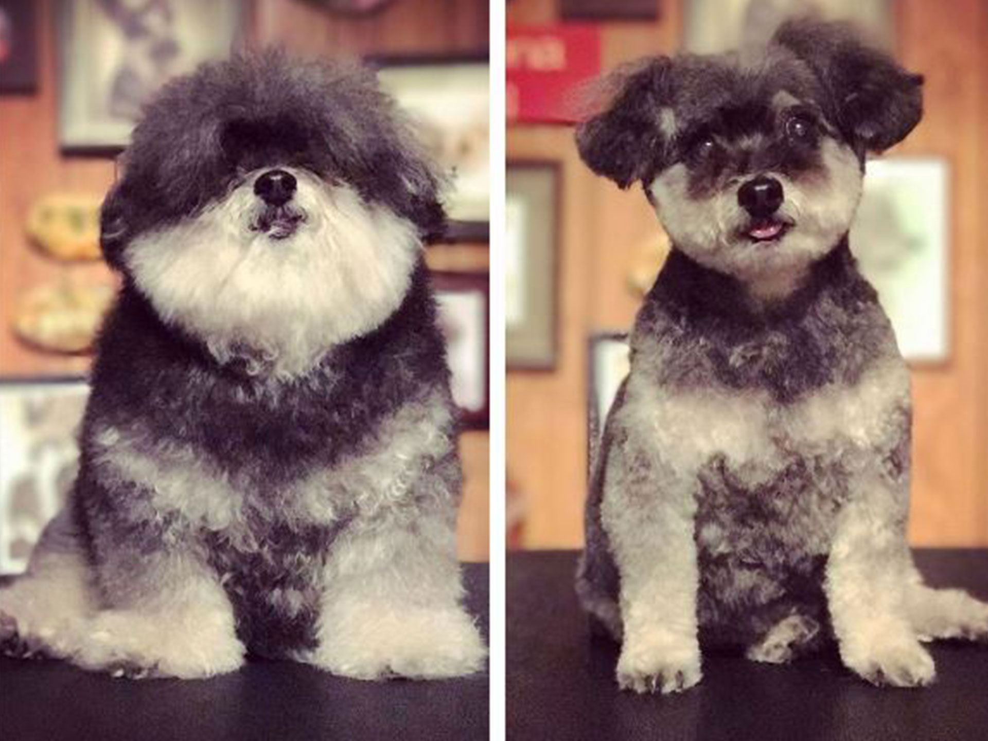 Is this the best dog Instagram account ever?