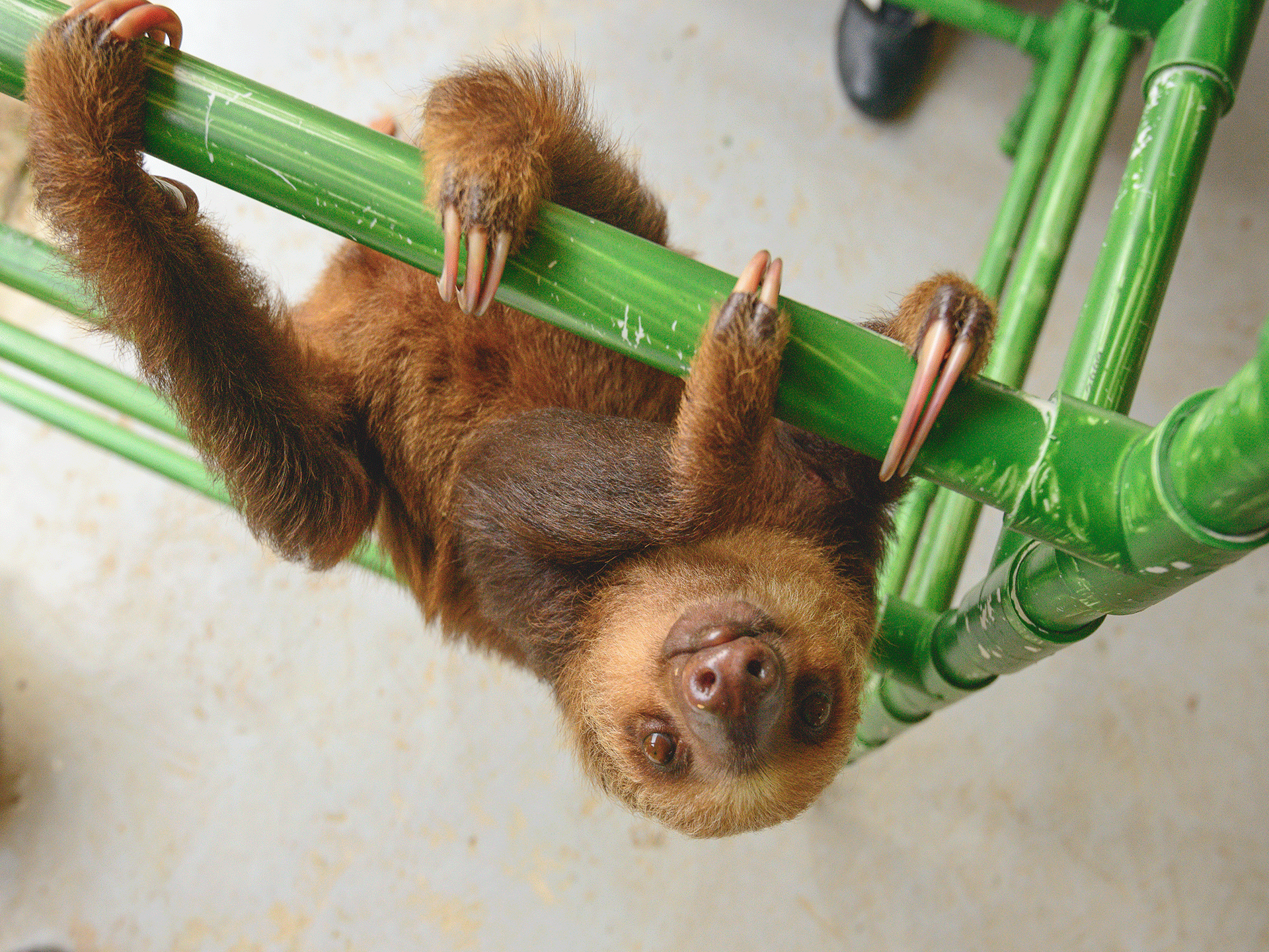 Sloth baby cute