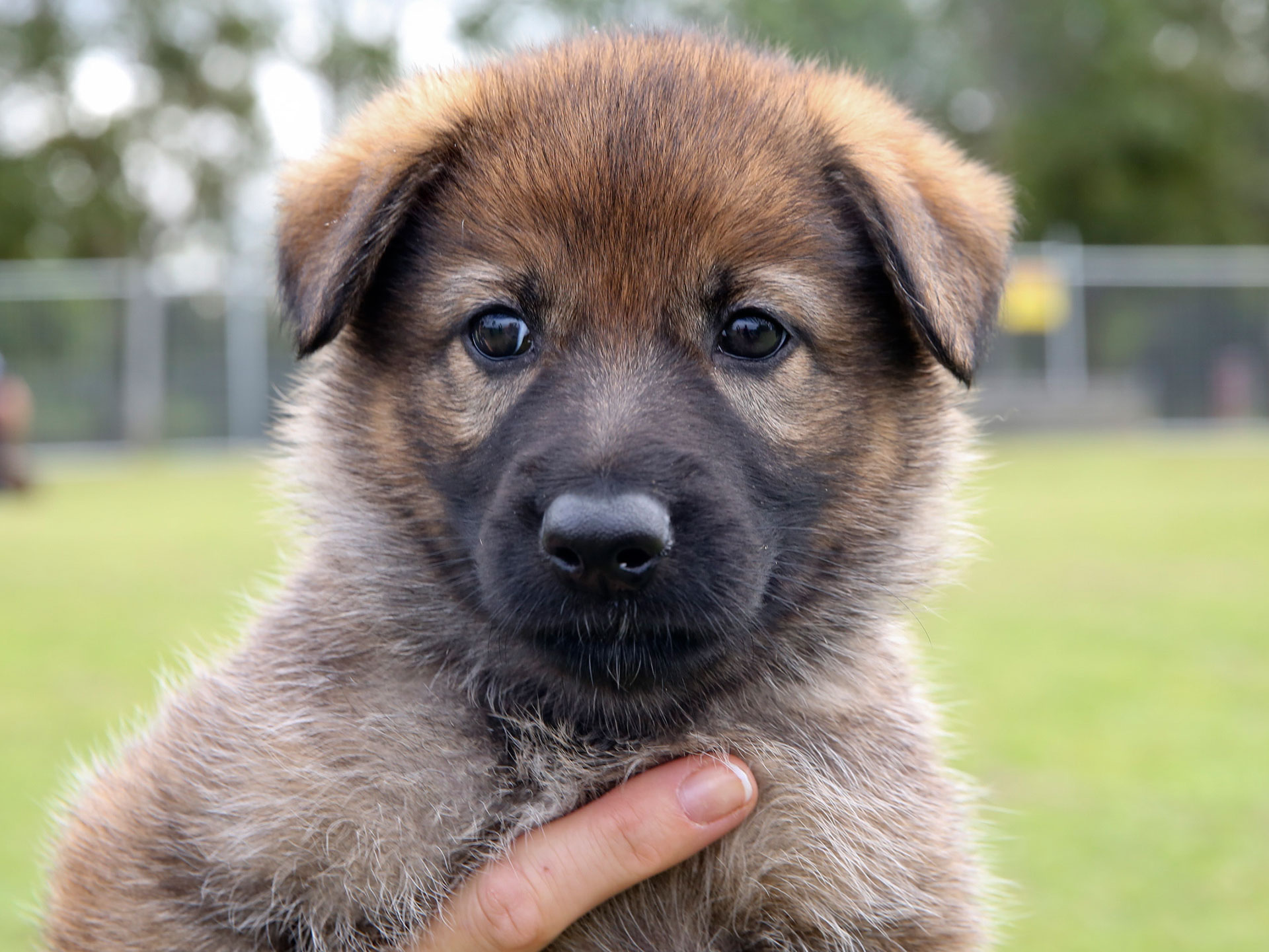 Queensland police ask public to name puppy litter