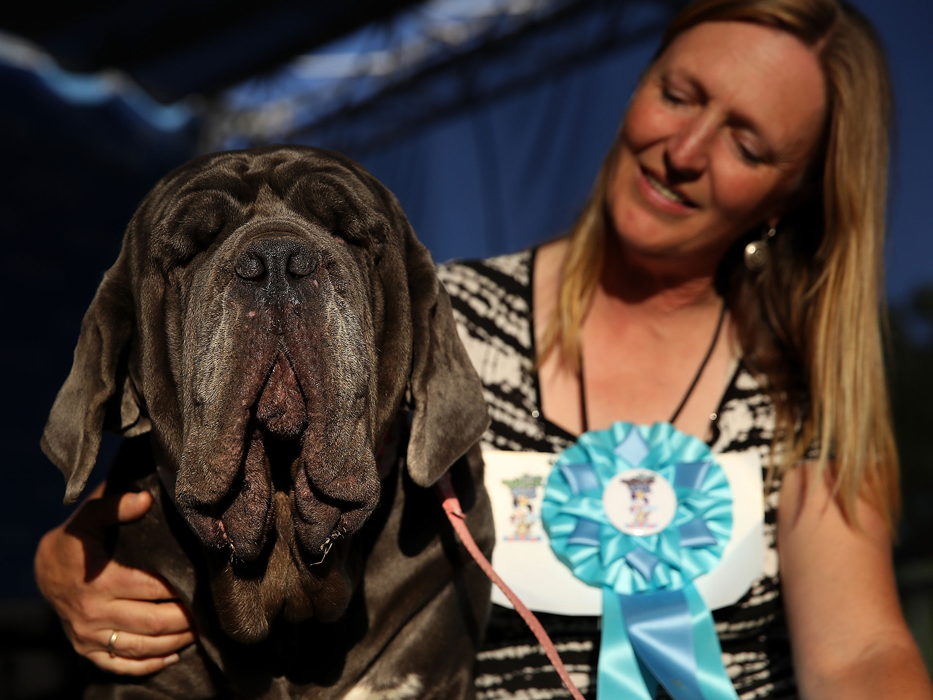  Martha wins Ugliest Dog in the World competition