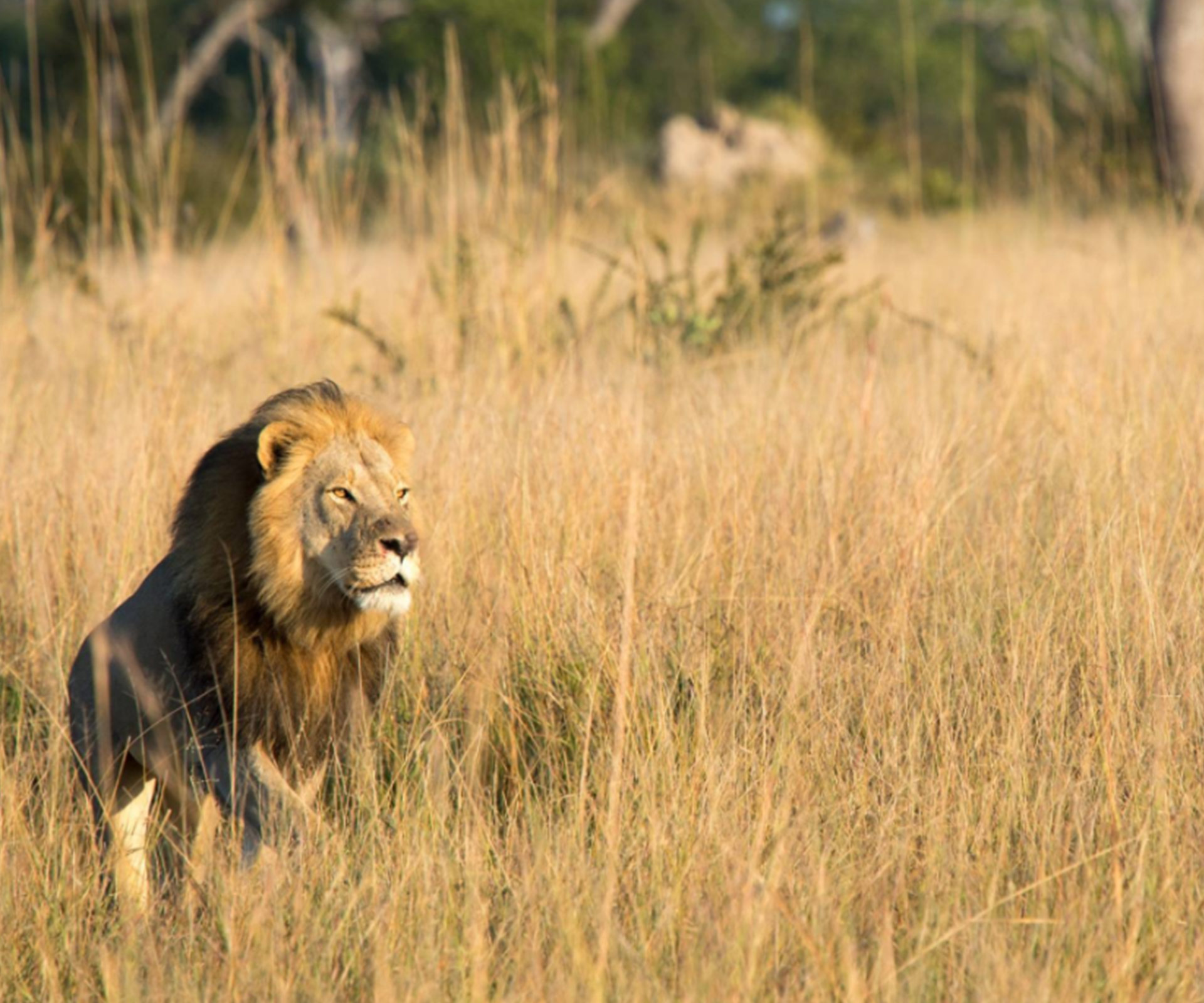 Cecil the Lion’s son Xanda has been shot and killed by a trophy hunter in Zimbabwe