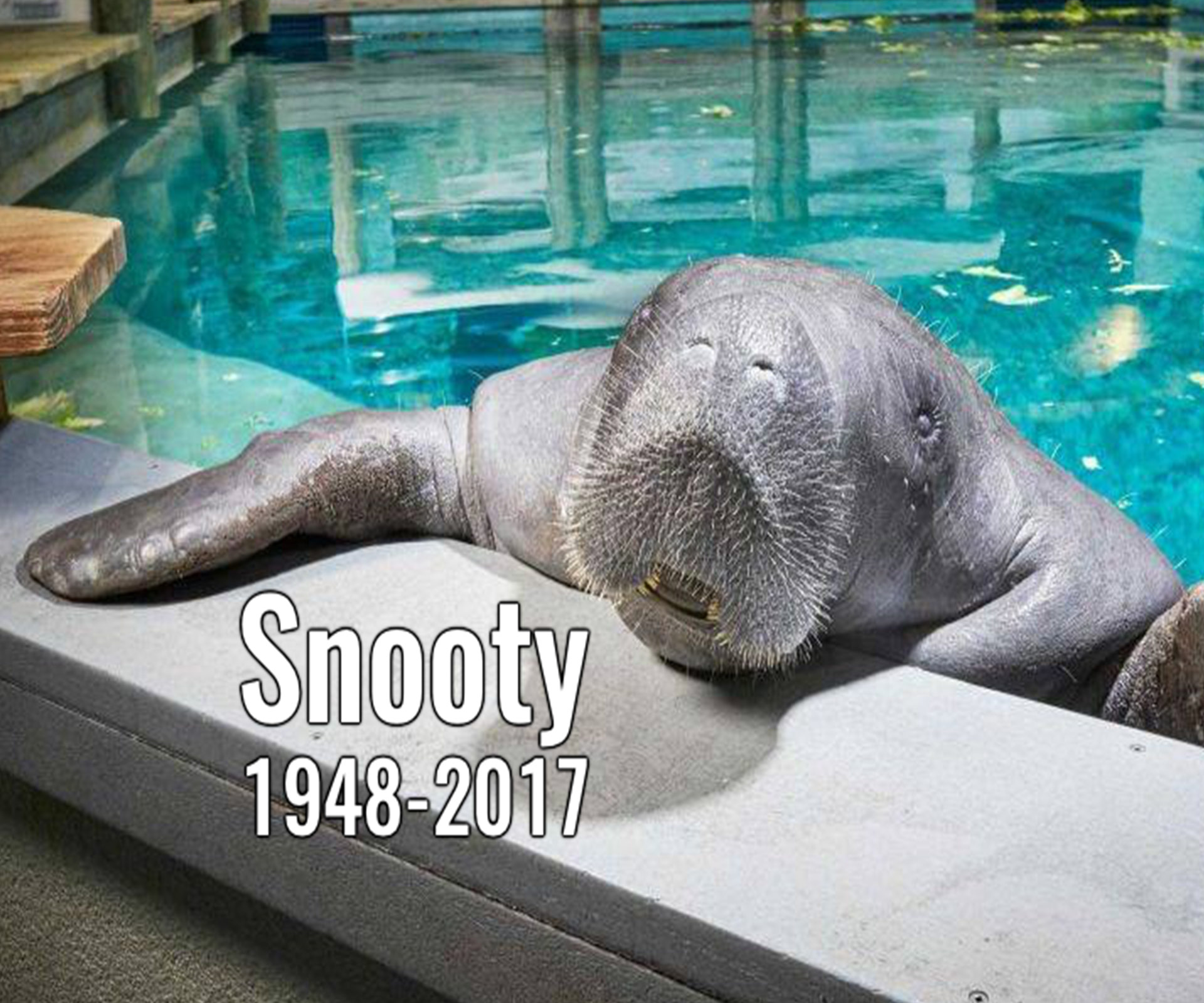Snooty, the world's oldest Manatee has died
