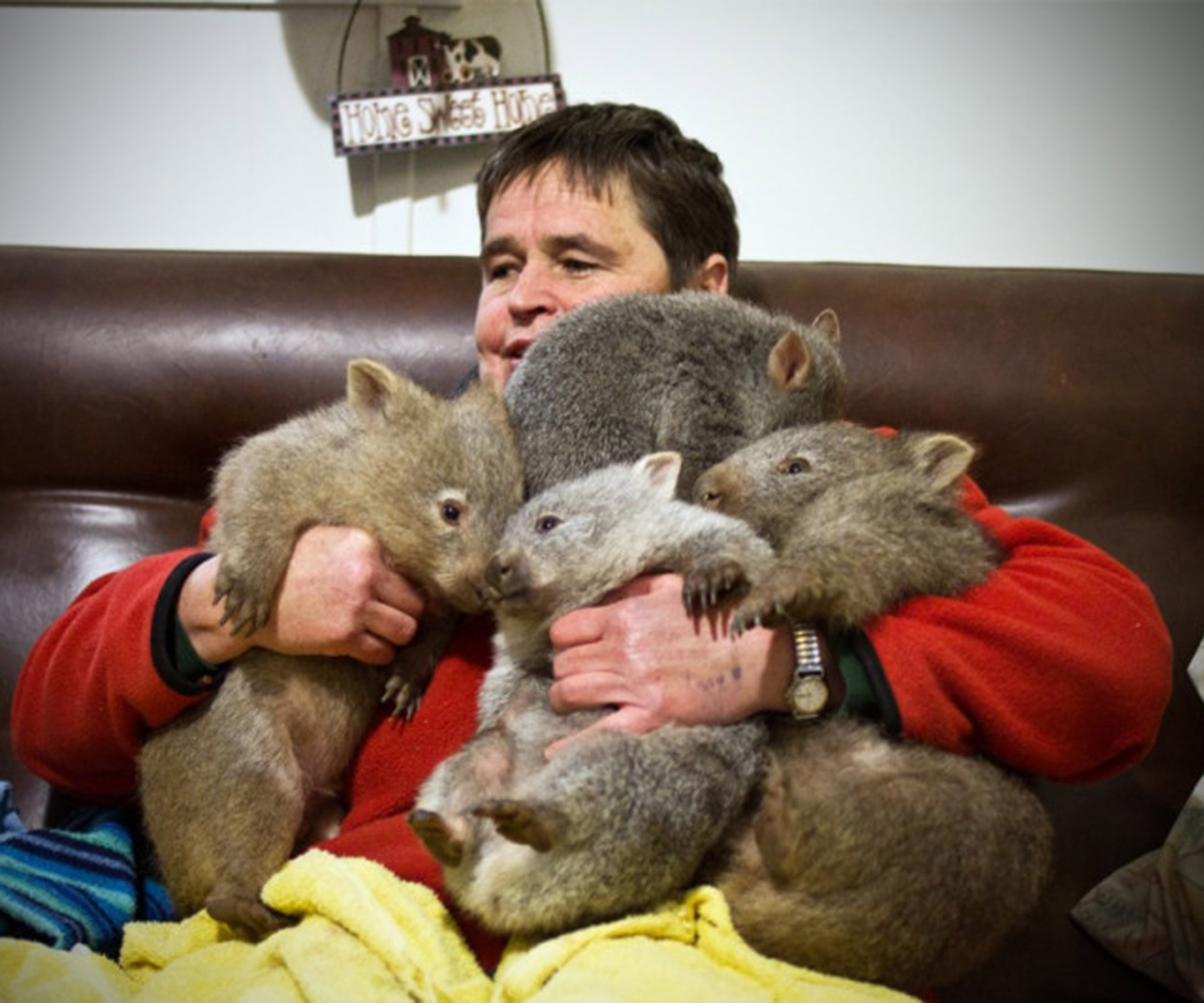 Meet the wombat wonder mum of Flinders Island