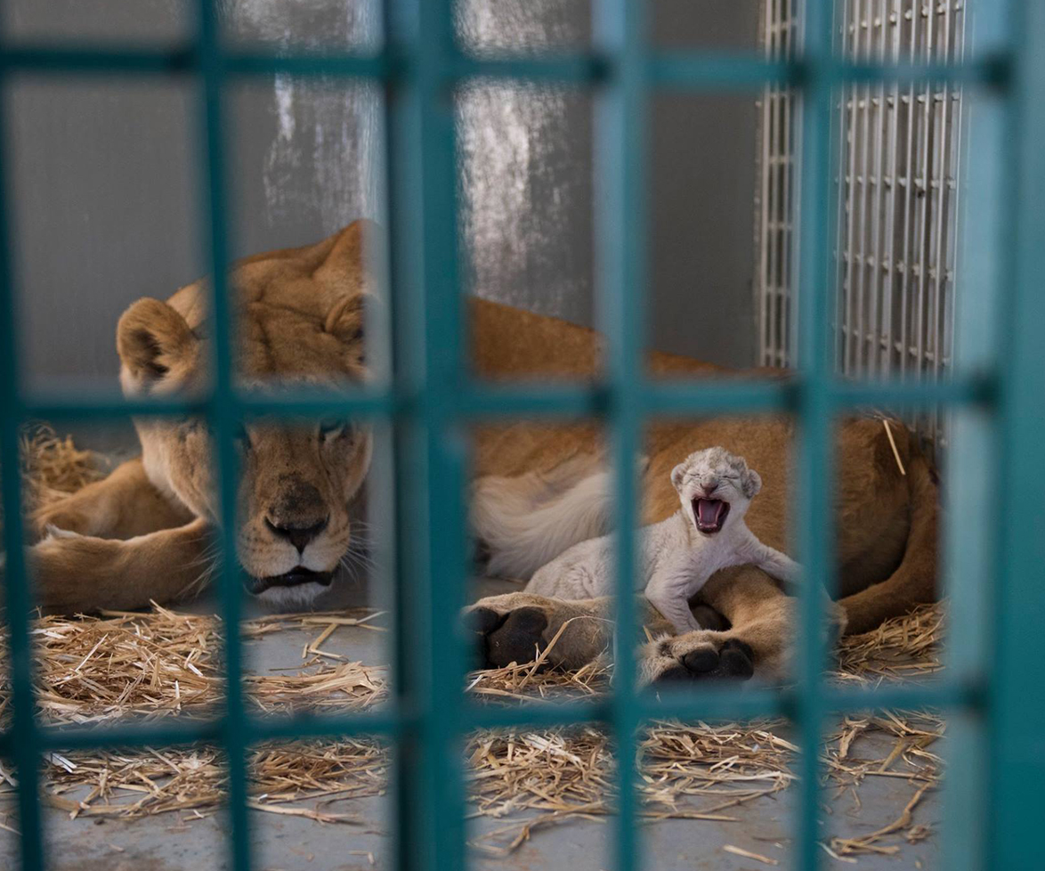 Rescued lion gives birth to new cub