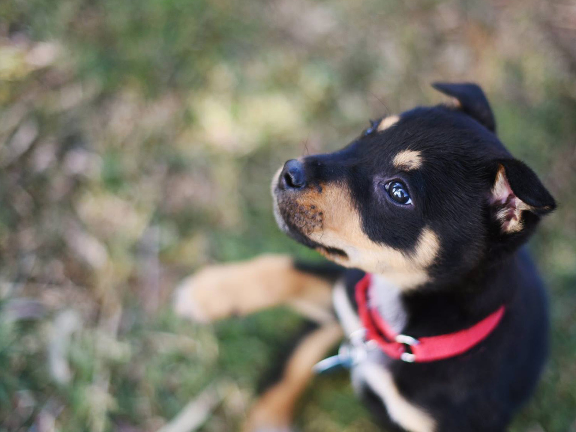 Here’s how you can get paid $500 to play with puppies