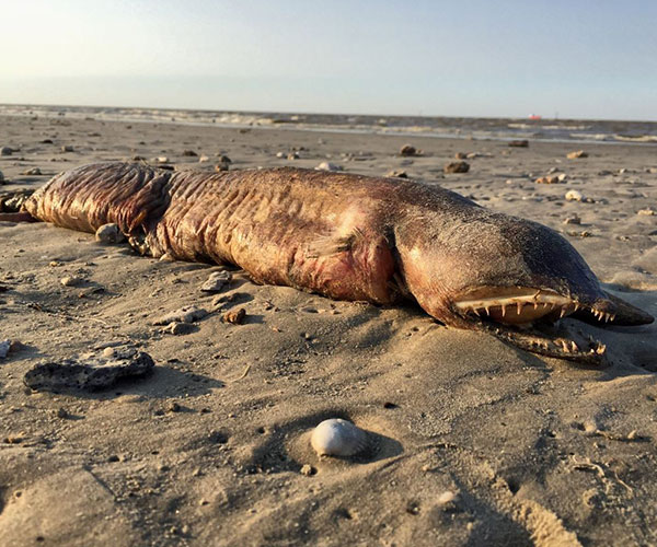 Terrifying sea monster found washed ashore after Hurricane Harvey