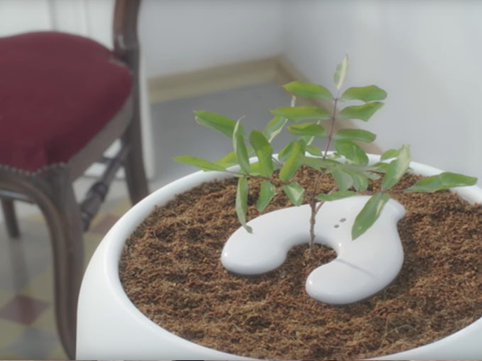 New urn will transform your loved one’s ashes into a tree