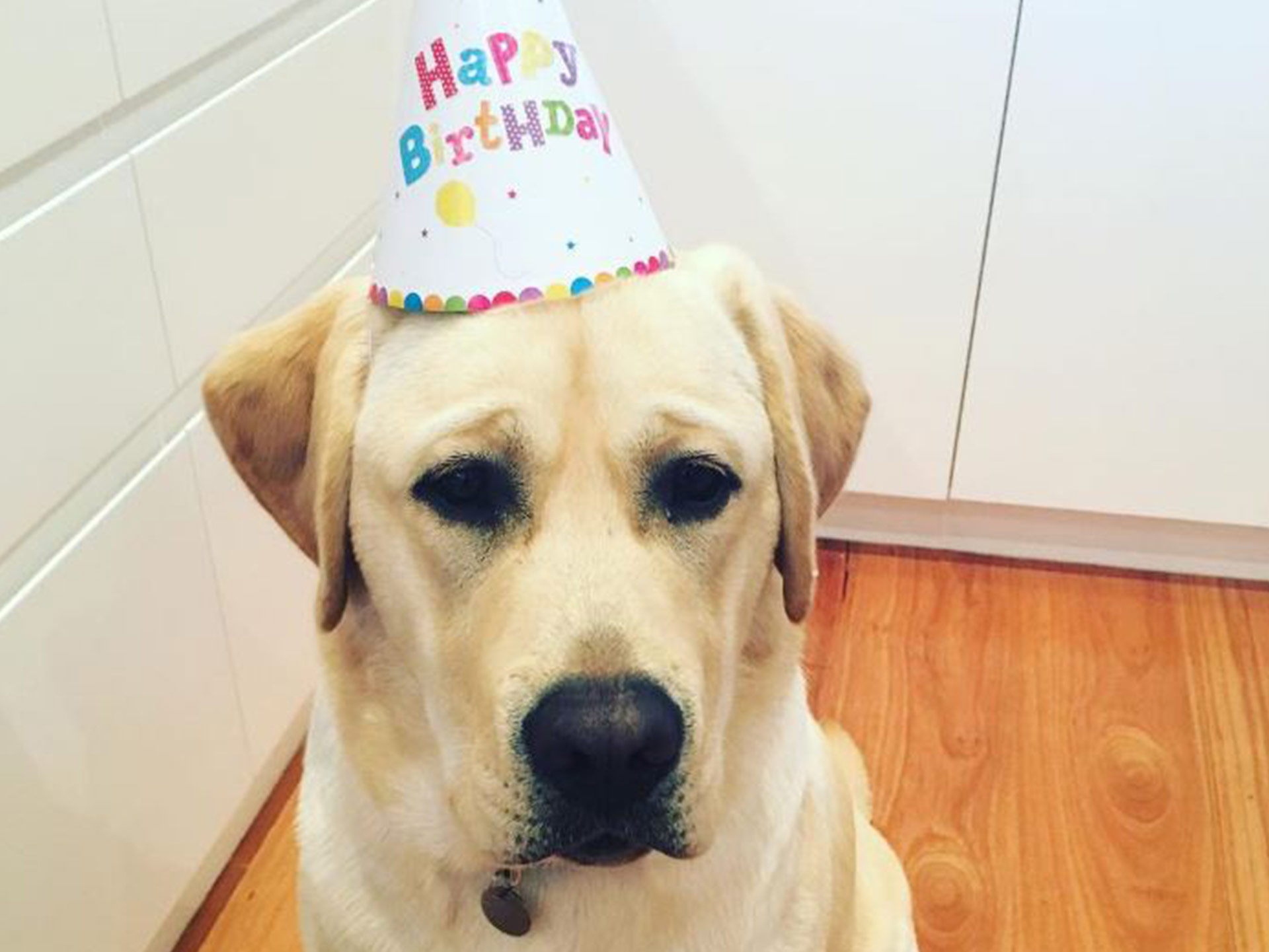Samantha Armytage celebrates puppy Banjo’s first birthday