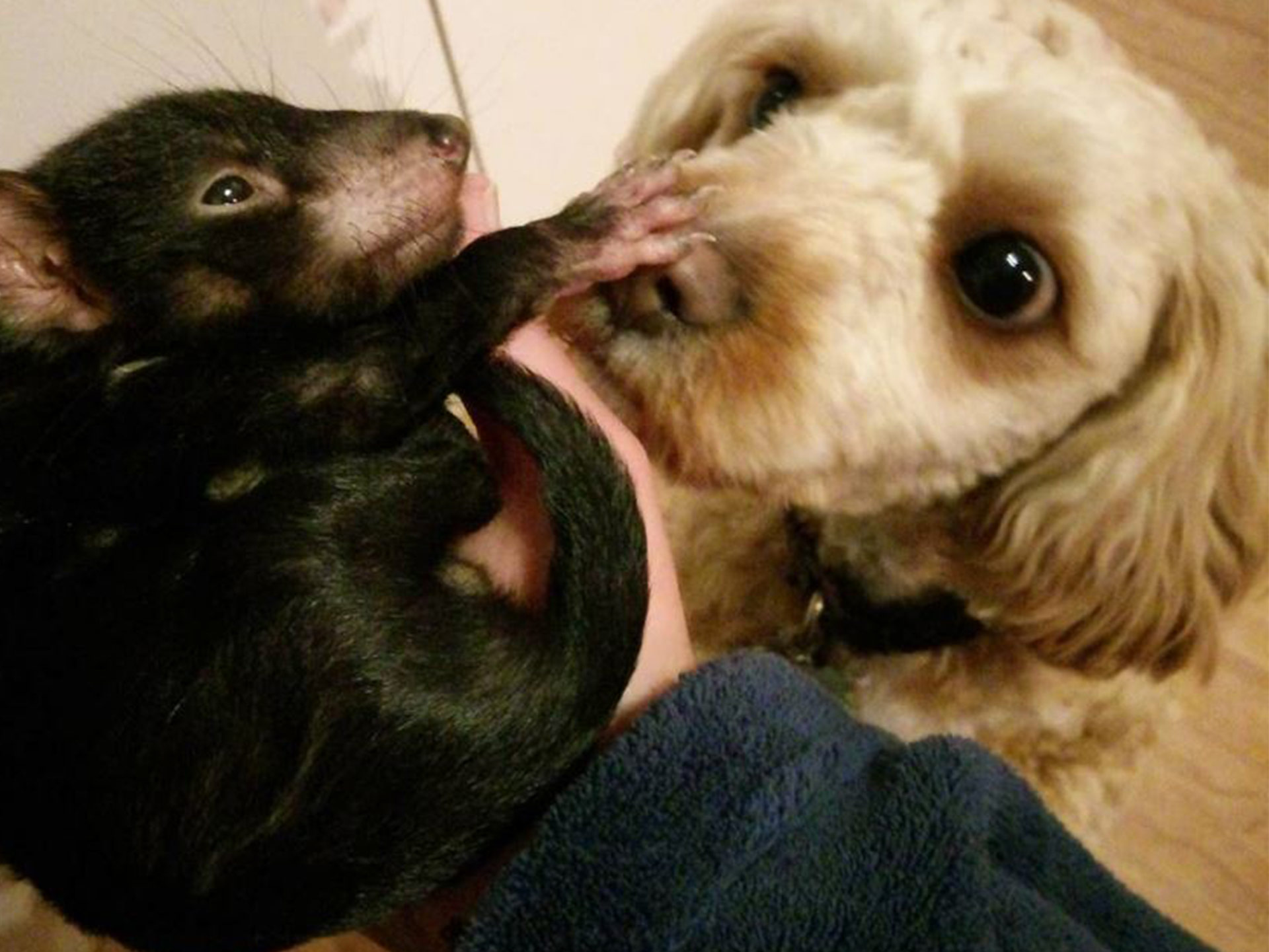 That time a cavoodle befriended a Tasmanian devil, because #Straya