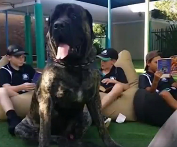 Meet Australia's heaviset dog: Baron the Olde English mastiff 