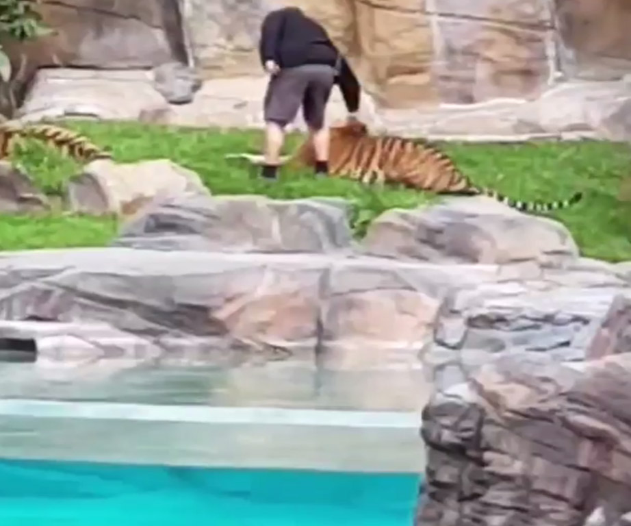 Tiger handling at Dreamworld