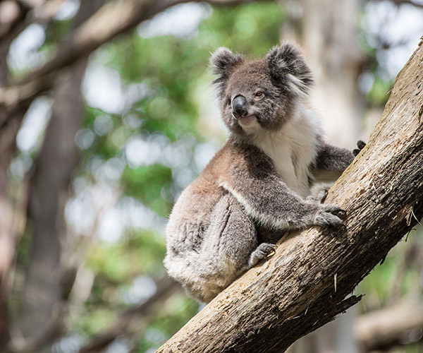 Horrific: Police investigating koala mutilation