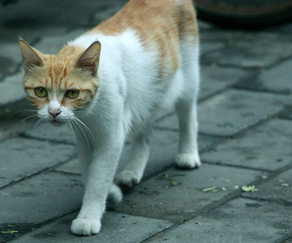 Qld council stands by their bounty for feral cat scalps