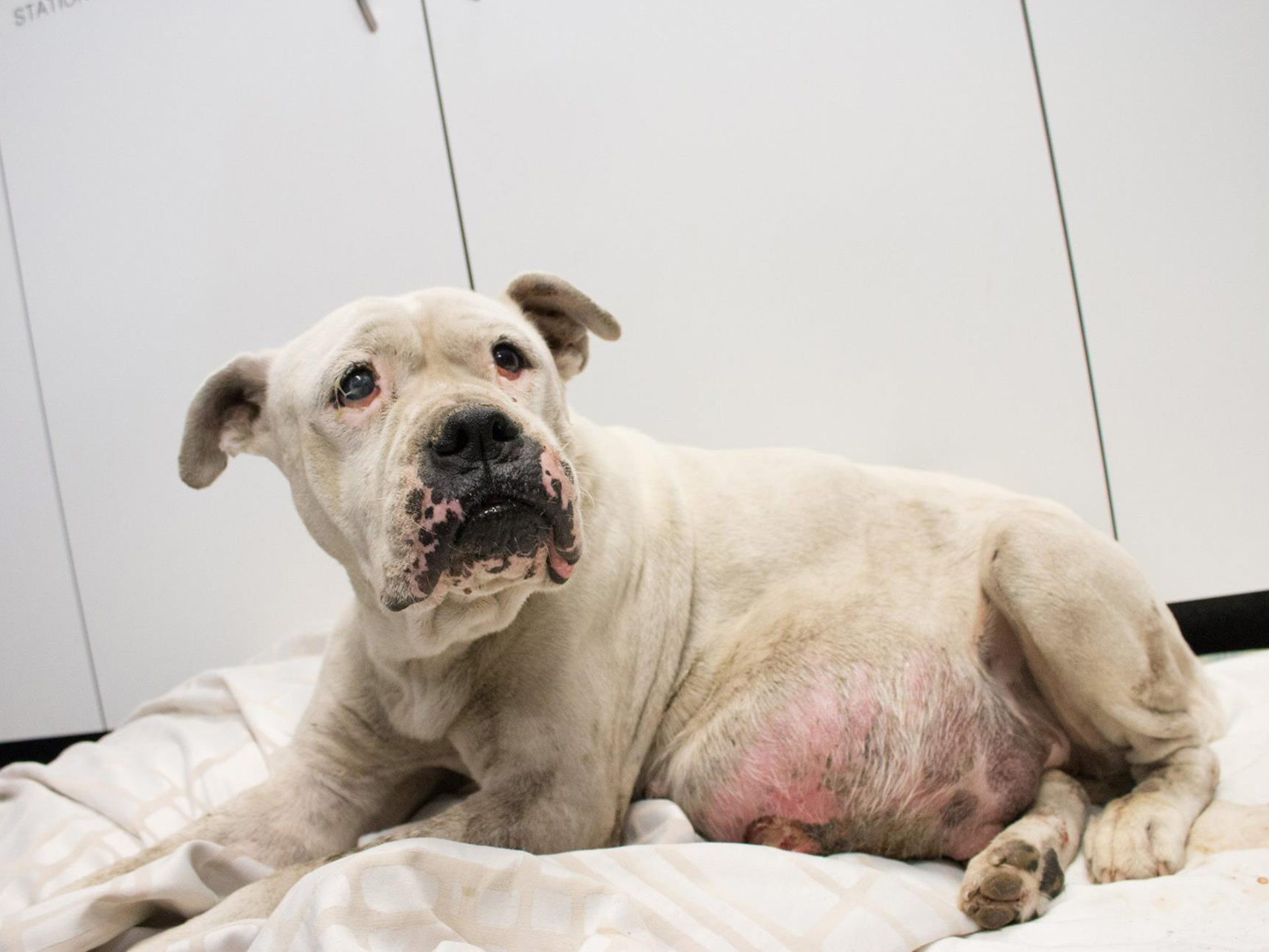 The RSPCA need your help to locate the person who did this to Chyna