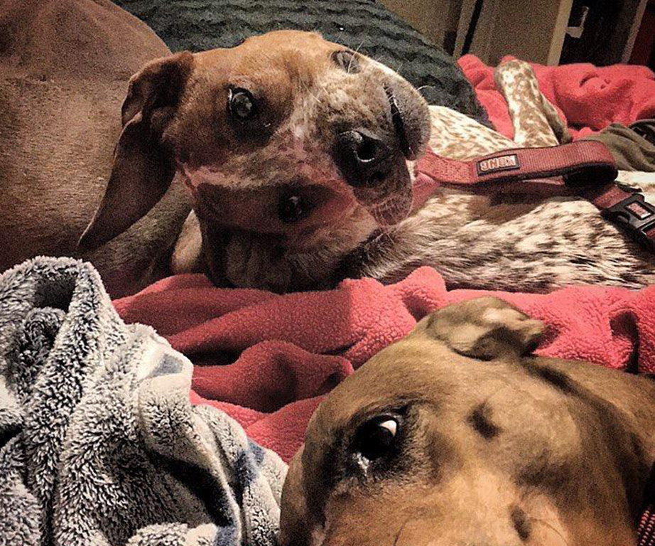 Can you make sense of the optical illusion dog that has completely stumped the internet?