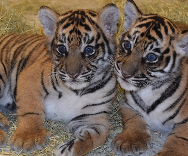 Meet Anala and Jeda the first tiger cubs ever born at Disney World