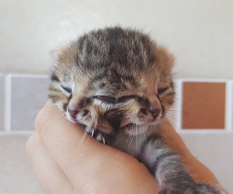Incredibly rare kitten born with two faces is beating all the odds