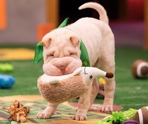“Napping happens more than you would think,” Forget the Super Bowl we’re watching the Puppy Bowl!