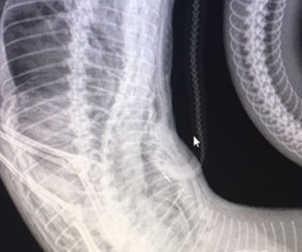 Snake catcher finds missing pet inside belly of a snake