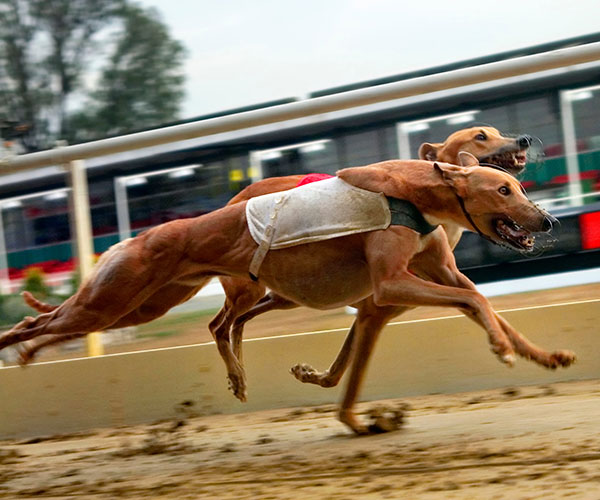 Thinking about adopting an ex-racing greyhound? Read Angela’s beautiful story