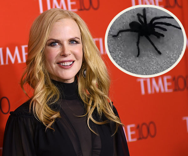 “Mum! Step back! It’s going in the pool!” Nicole Kidman rescues her family from an unwanted visitor