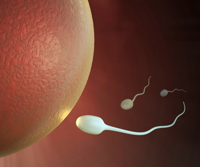 fertility sperm approaching an egg