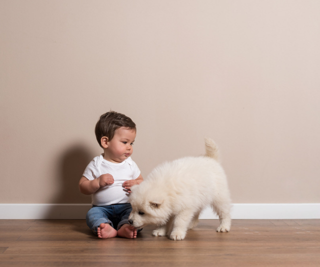 How to introduce children to a new dog