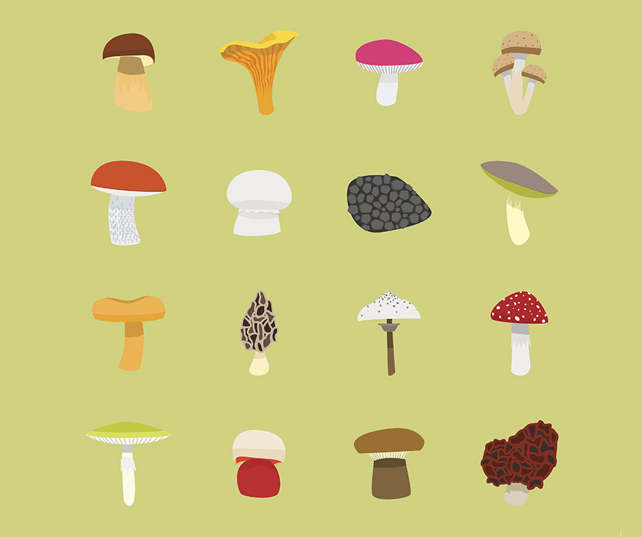 7 fun-gi facts anyone who’s obsessed with mushrooms needs to know