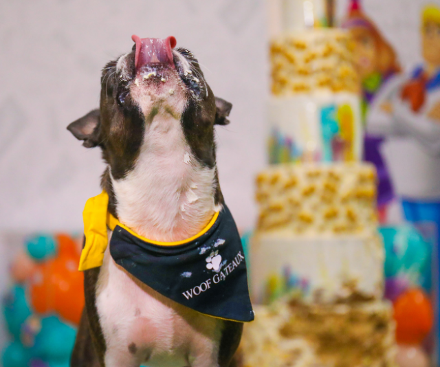 In other news: Anna Polyviou just made Australia’s largest cake for dogs