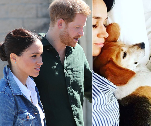 Meghan Markle and Prince Harry have moved their dogs to Canada – all but confirming they’re leaving the UK