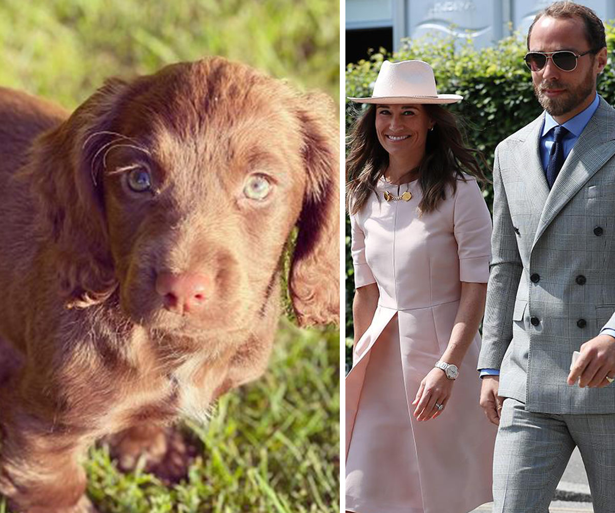 “I cannot wait to share many adventures with her”: Meet James Middleton’s super cute new Cocker Spaniel pup, Nala