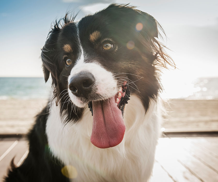 Quiz: How healthy is your dog REALLY?
