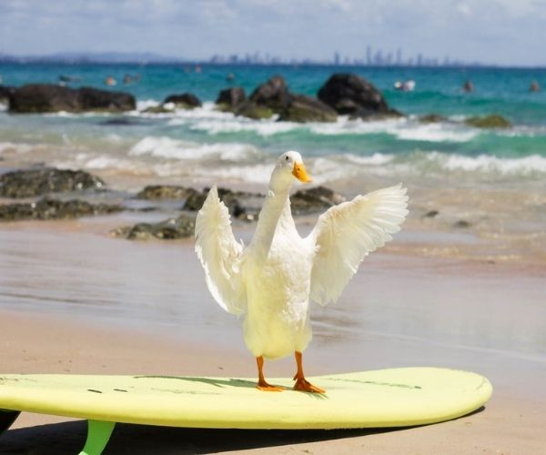 REAL LIFE: Meet the surfing duck making a splash around Australia’s beaches