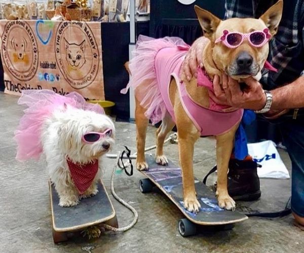 REAL LIFE: Meet the skateboarding, surfing dogs that have become local celebrities on the Gold Coast