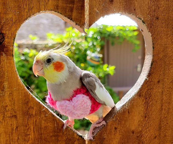 From rescue bird to avid traveller: this cockatiel’s journey around New Zealand is amazing