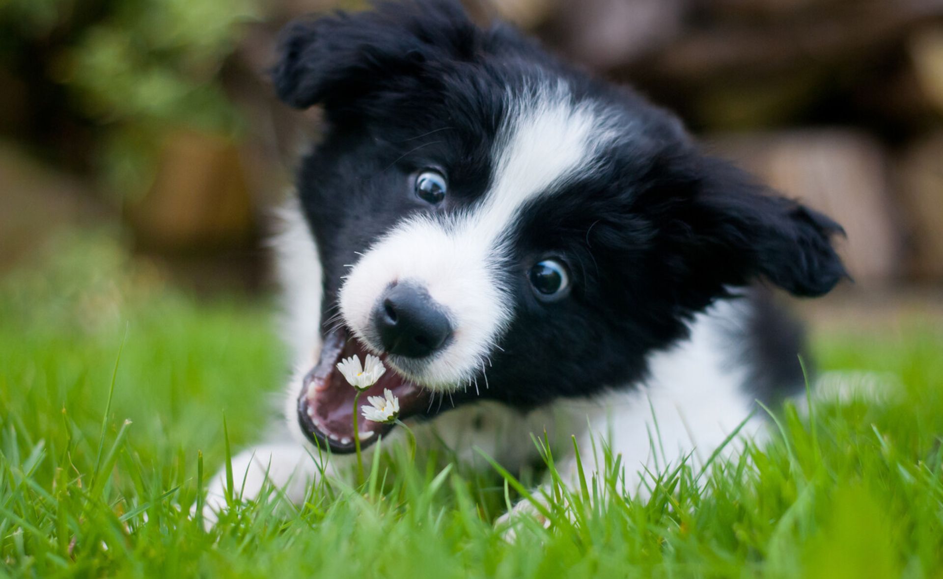 Is it Actually *Ok* For Dogs to Eat Grass? An Expert Weighs In