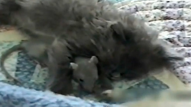 Brave mouse cuddles up to sleeping cat